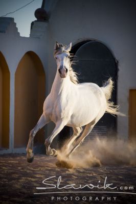 Araber_Sabrina_10832.JPG