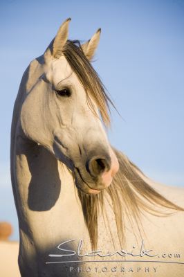 Araber_Sabrina_10866.JPG