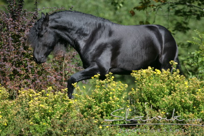 Friese_Erwin_90733.JPG