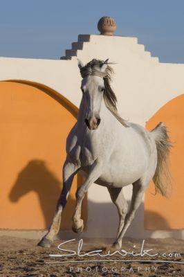 Araber_Sabrina_10820.JPG
